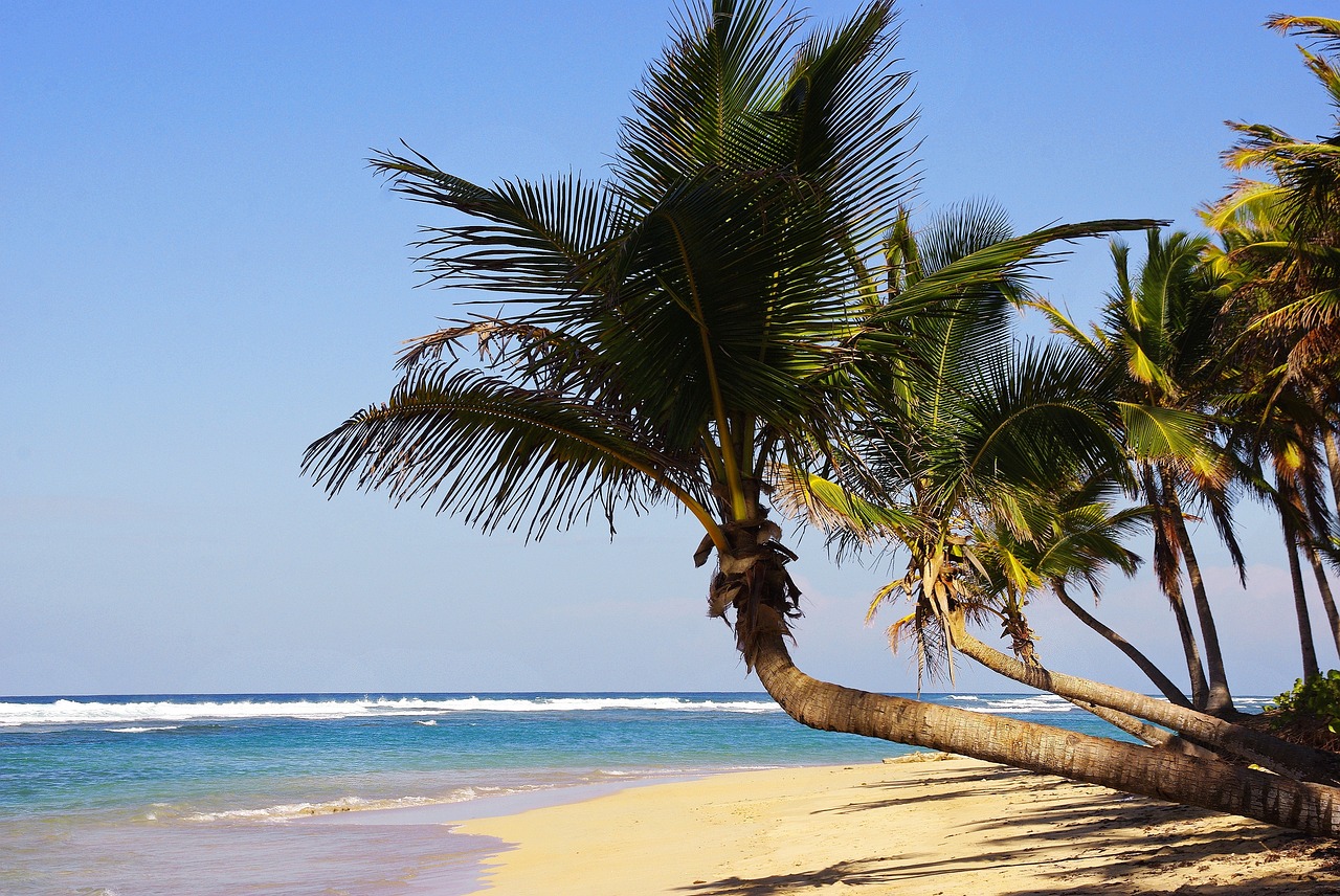 1 Woche Dom Rep Punta Cana - punta cana, bayern, strand, dominikanische republik, urlaub, palmen, sonne, natu